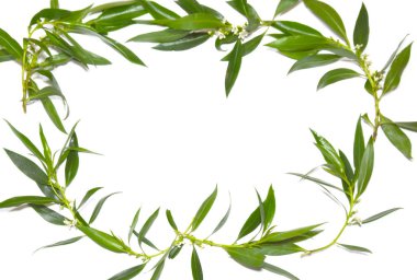 Kır çiçekleri ve beyaz arka plan üzerinde vahşi yaprak