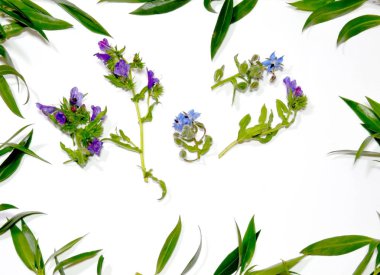 Kır çiçekleri ve beyaz arka plan üzerinde vahşi yaprak