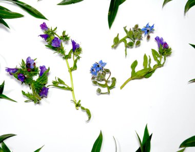 Kır çiçekleri ve beyaz arka plan üzerinde vahşi yaprak