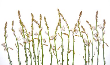 Kır çiçekleri ve beyaz arka plan üzerinde vahşi yaprak