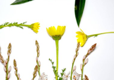 Kır çiçekleri ve beyaz arka plan üzerinde vahşi yaprak