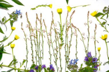 Kır çiçekleri ve beyaz arka plan üzerinde vahşi yaprak