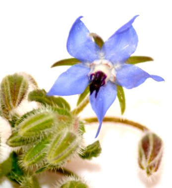 Kır çiçekleri ve beyaz arka plan üzerinde vahşi yaprak