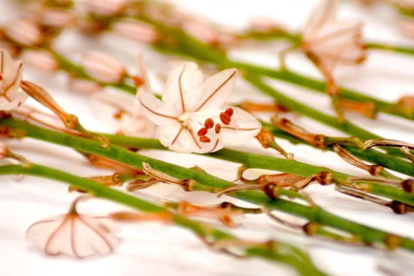 Vilda blommor och vilda blad på vit bakgrund — Stockfoto