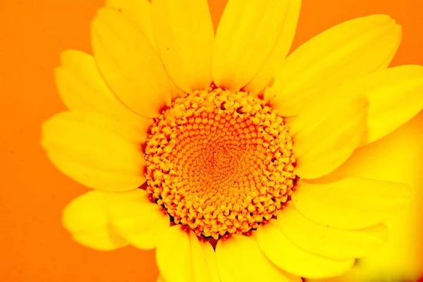 Dettaglio di un fiore selvatico — Foto Stock