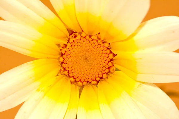Detalhe de uma flor selvagem — Fotografia de Stock