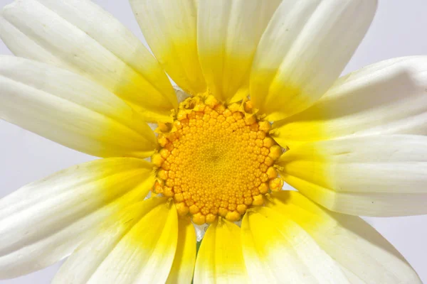 Detalhe de uma flor selvagem — Fotografia de Stock