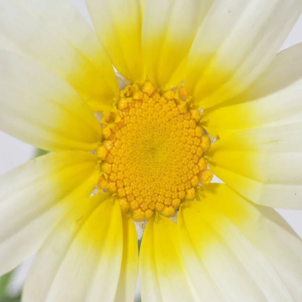 Detalhe de uma flor selvagem — Fotografia de Stock