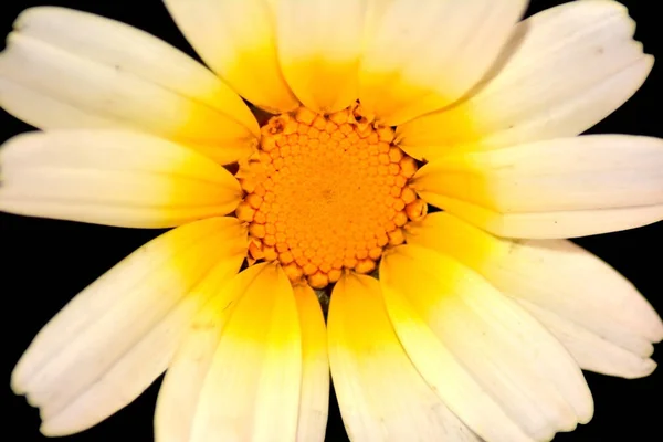 Detalhe de uma flor selvagem — Fotografia de Stock