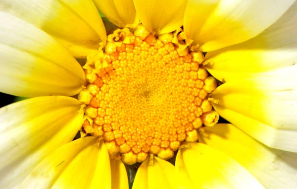 Vahşi bir çiçek detay Telifsiz Stok Fotoğraflar
