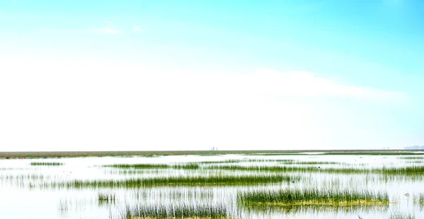 Wunderschöne Landschaft eines Sumpfes — Stockfoto