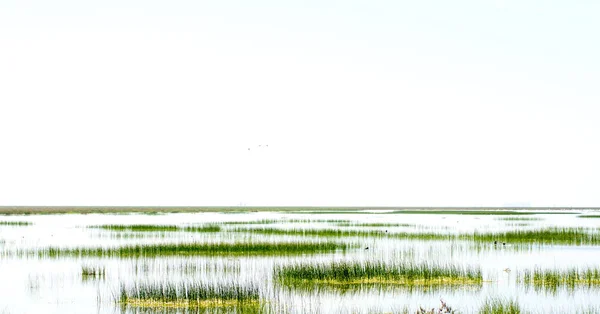 Beautiful landscape of a marsh — Stock Photo, Image