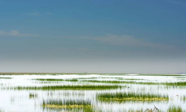 Beautiful landscape of a marsh — Stock Photo, Image