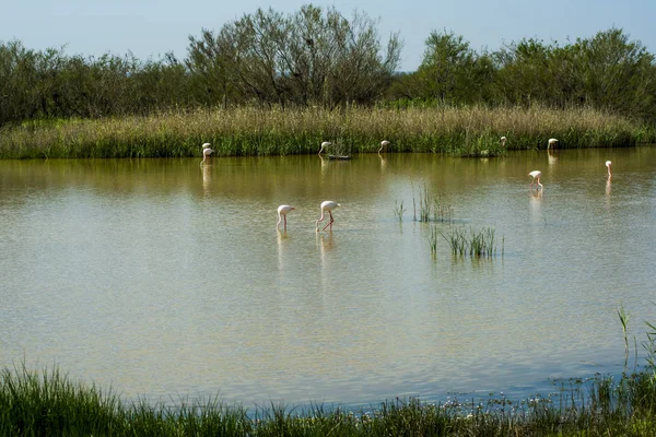 Beautiful landscape of a lagoon with flamingo birds — Stock Photo, Image