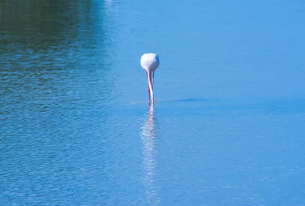 Flamingo kuşları ile bir lagün güzel manzara — Stok fotoğraf