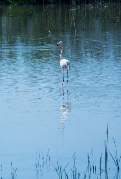 Beautiful landscape of a lagoon with flamingo birds — Stock Photo, Image