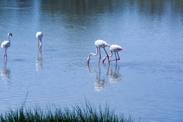 Bellissimo paesaggio di una laguna con uccelli fenicottero — Foto Stock