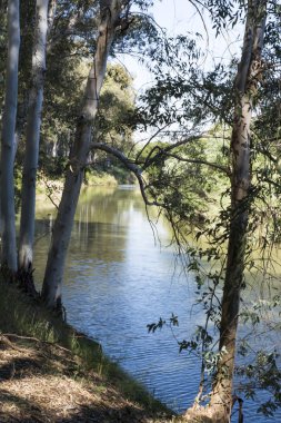 Bir nehir güneşli bir günde ağaçlarla peyzaj