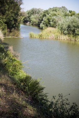 Bir nehir güneşli bir günde ağaçlarla peyzaj