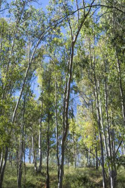 Ağaçlar güneşli bir manzara