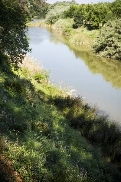 Landscape of a river with trees on a sunny day — Stock Photo, Image