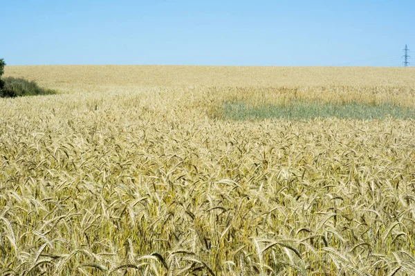 Пшеничне поле в сонячний день з блакитним небом — стокове фото