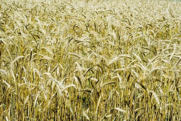 Campo de trigo en un día soleado con un cielo azul —  Fotos de Stock