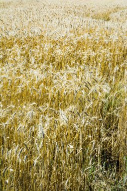 Buğday alan mavi gökyüzü güneşli bir günde