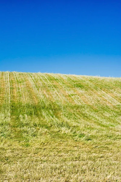 Wheat field on a sunny day with a blue sky — Stock Photo, Image