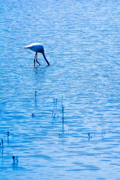 Hermoso paisaje de una laguna con aves flamencas — Foto de Stock