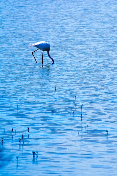 Bela paisagem de uma lagoa com pássaros de flamingo — Fotografia de Stock