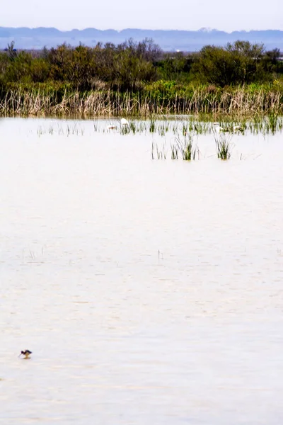 Flamingo kuşları ile bir lagün güzel manzara — Stok fotoğraf