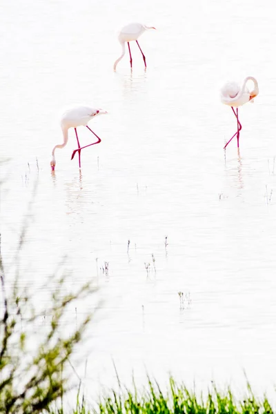 Smukt landskab i en lagune med flamingo fugle - Stock-foto