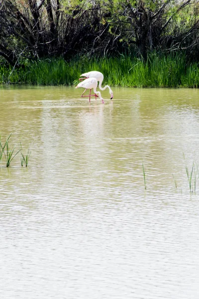 Wunderschöne Landschaft einer Lagune mit Flamingovögeln — Stockfoto