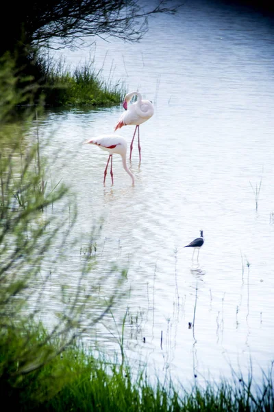 Beautiful landscape of a lagoon with flamingo birds — Stock Photo, Image