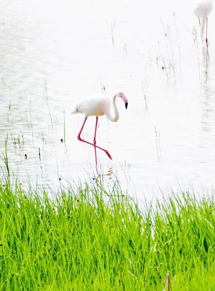 Beautiful landscape of a lagoon with flamingo birds — Stock Photo, Image