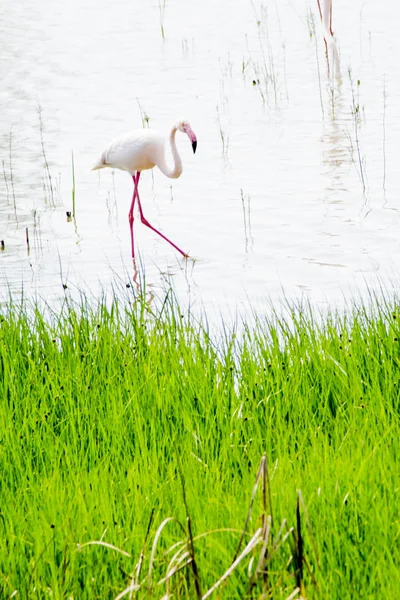 Красивий пейзаж лагуни з птахами фламінго — стокове фото