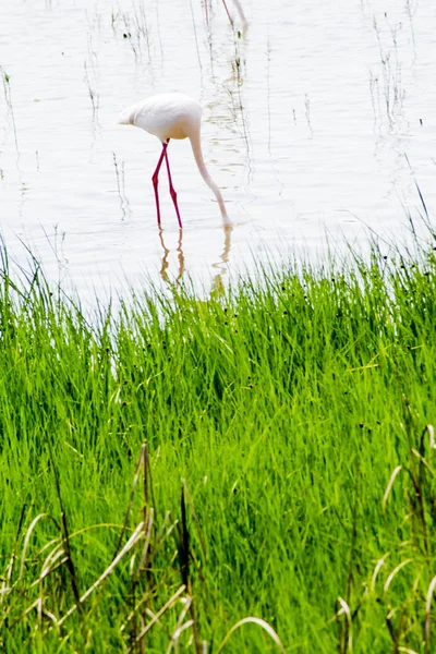 Beautiful landscape of a lagoon with flamingo birds — Stock Photo, Image