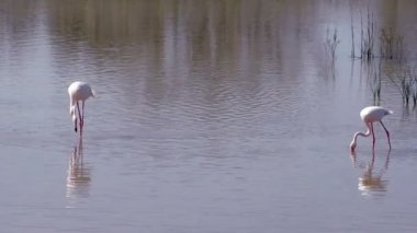 Flamingo kuşları ile bir lagün güzel manzara