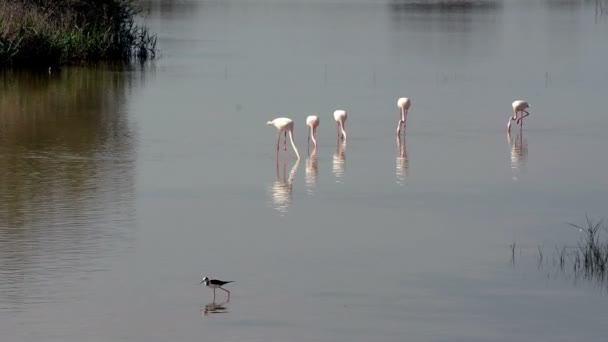 Piękny krajobraz laguny z flamingo ptaków — Wideo stockowe