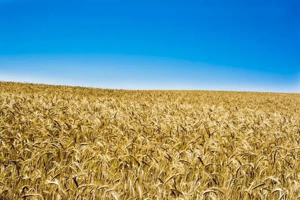 Пшеничне поле в сонячний день з блакитним небом — стокове фото