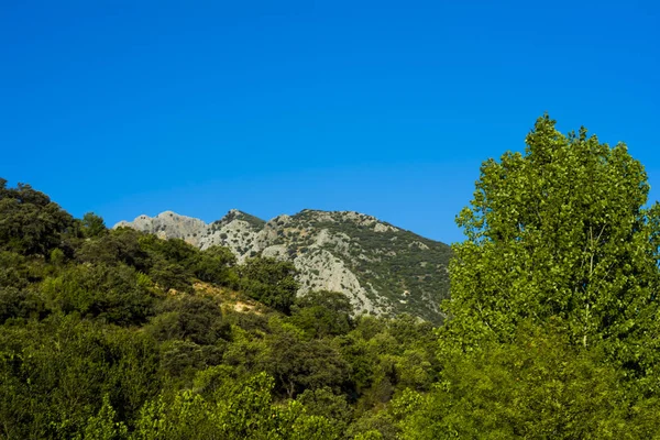 Landscape of trees with mountain in the background and blue sky — Stock Photo, Image