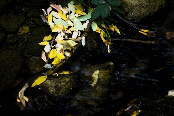 河流中落叶的景观及其倒影 — 图库照片