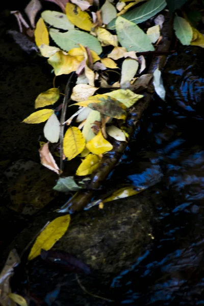 Paisagem de folhas caídas em um rio junto com seu reflexo — Fotografia de Stock