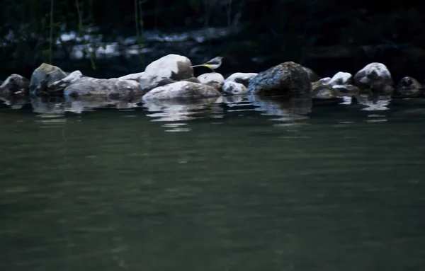 Schöner Vogel thront auf einigen Felsen in einem Fluss zusammen mit seinem r — Stockfoto