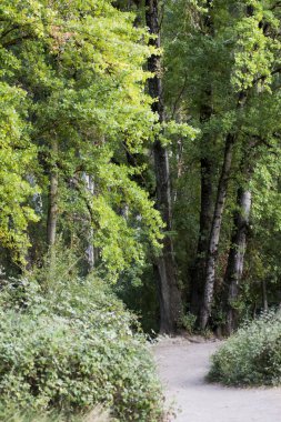 Manzara Doğa ağaçlarda olan yol