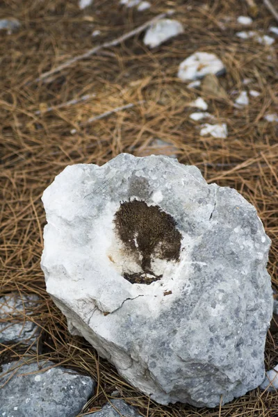 Árbol en forma de musgo sobre una roca — Foto de Stock