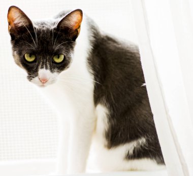 Arkadan aydınlatmalı penceresinde kedi