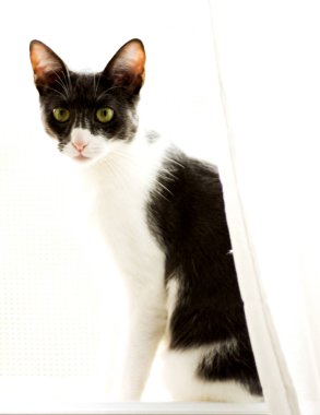 Arkadan aydınlatmalı penceresinde kedi