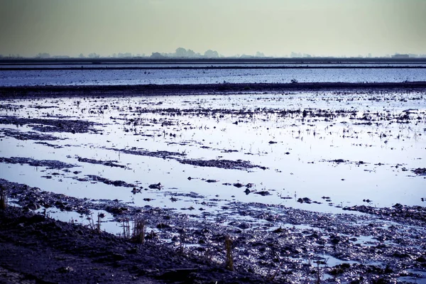 Sumpflandschaft voller Wasser bei Sonnenaufgang — Stockfoto